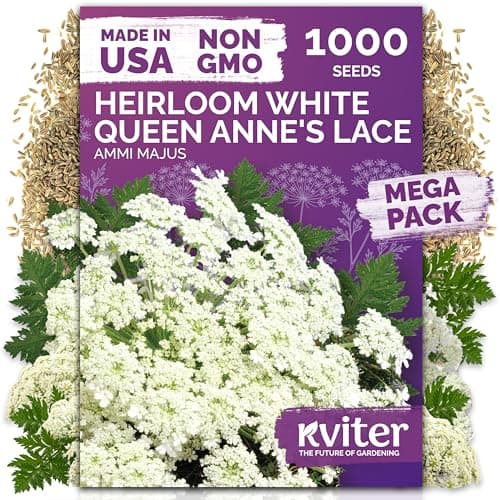 KVITER 1000 White Queen Anne's Lace Seeds (Ammi Majus) – Bishop Flower, Heirloom, Non GMO & Wildflower, False Queen Annes Lace – Pollinator-Friendly Flower Seeds to Plant Outside in Any Garden