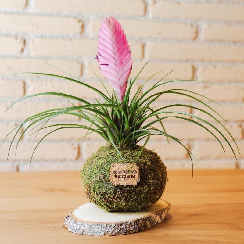 Kokedama Tillandsia Rosa - Kokedama Interior | Bola de Musgo Vivo | Planta Natural | Planta Interior | Decoración Hogar | Fácil Cuidado y Mantenimiento — view 3