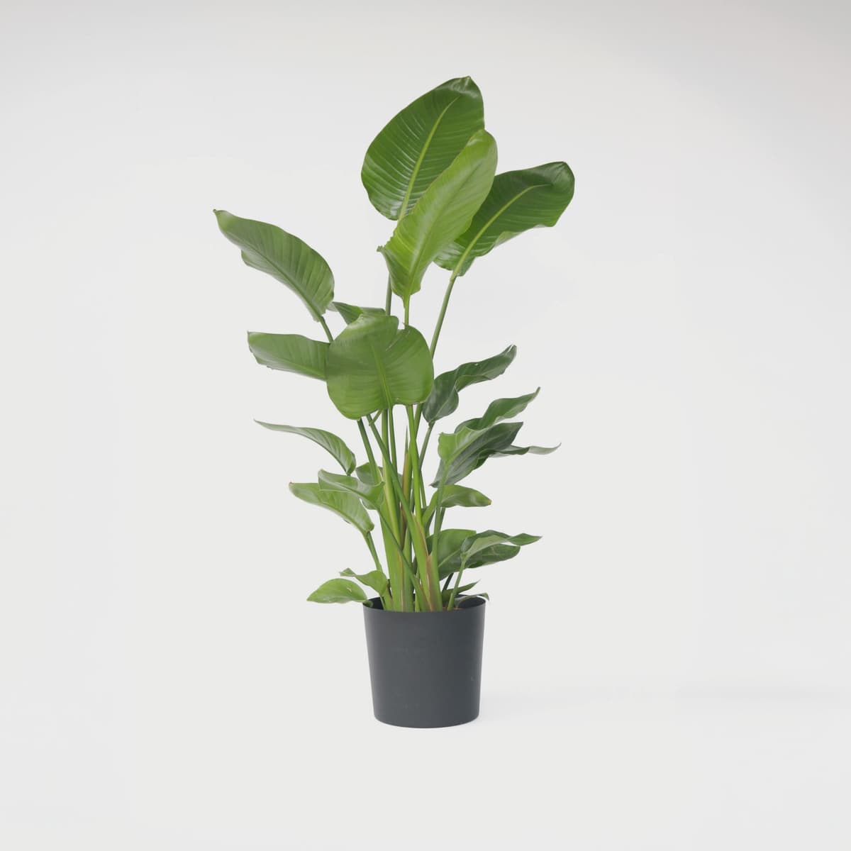 Plant in a Box - XXL Strelitzia Nicolai - Planta grande de interior - Planta de ave del paraíso - Maceta 28cm - Altura 150-170cm — view 2