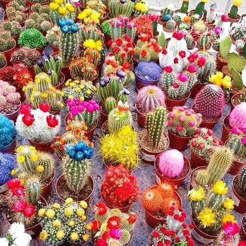 SeedsUP - 25+ Cactus Cacti Succulent - Flower Mix — view 3