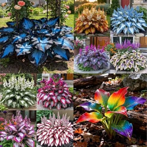 Dark Purple Heart Hosta Seeds, Midnight Blue Heart Hosta Plants, Easy to Plant, Ornamental Flowers for Planting Outdoors, Likes Humid Environment Unique and Beautiful Leaves for Gardens — view 3