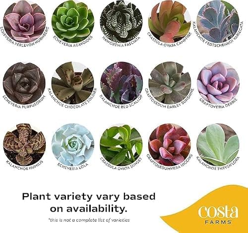 Costa Farms Succulents (25 Pack), Live Mini Succulent Plants, Grower's Choice Live House Plants, Potted in Nursery Plant Pots, Potting Soil Mix, Bulk Baby Shower, Bridal Shower Gift, DIY, Party Favors — view 2