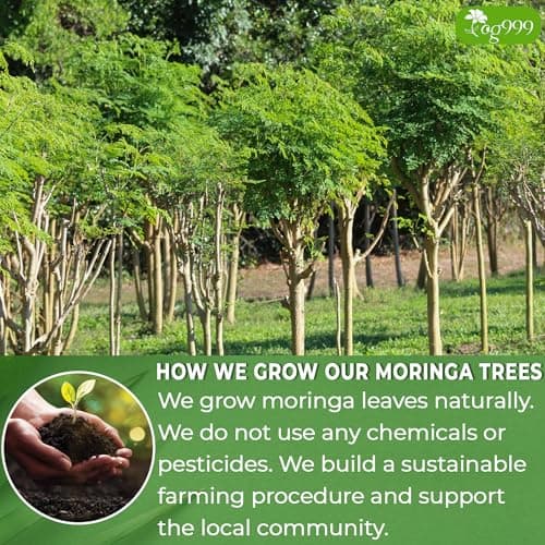 TOG999, Premium 30 Moringa Leaf Tea Bags, 100% Natural & Pure. Loose Leaf Moringa Herbal Tea. No Sugar, No Caffeine, No Gluten, Vegan. — view 4