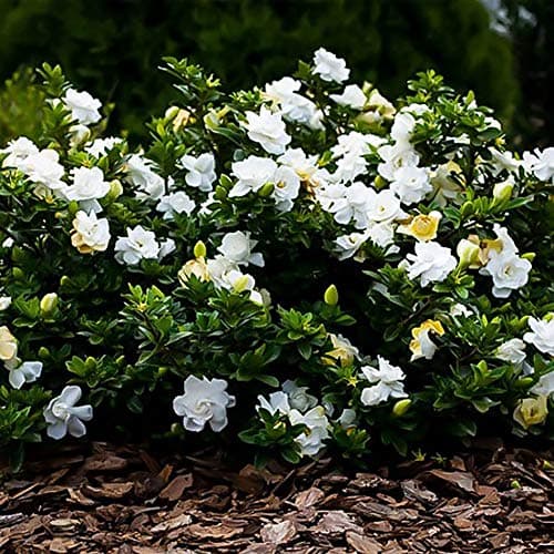 1 Gallon Gardenia August Beauty Shrub — view 2