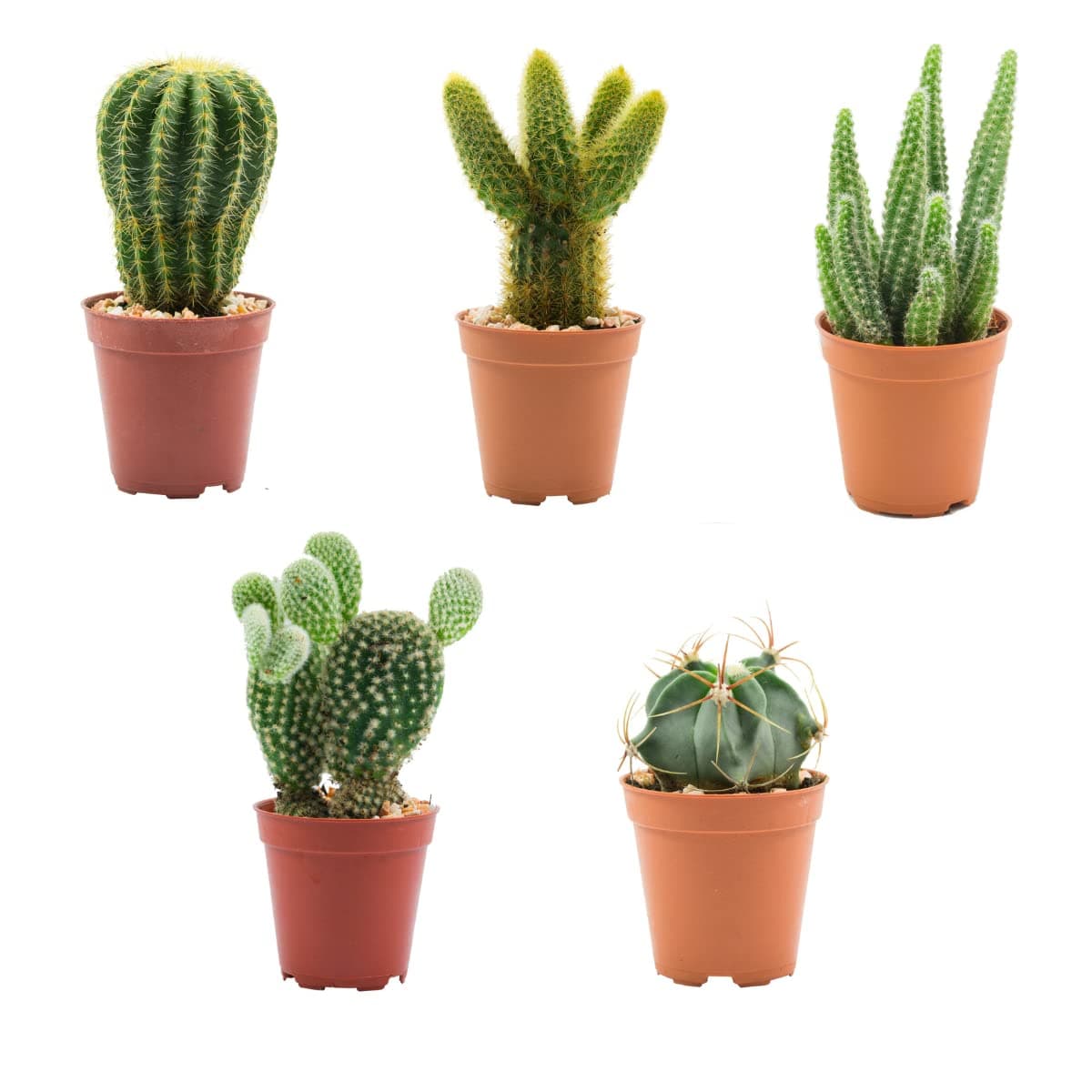 Verdecora Pack de Cactus o Crasas | Cactus y suculentas Planta natural viva de interior en maceta de Ø5cm | Plantas pequeñas y fáciles de cuidar | Envío de surtido variado (5 Cactus)