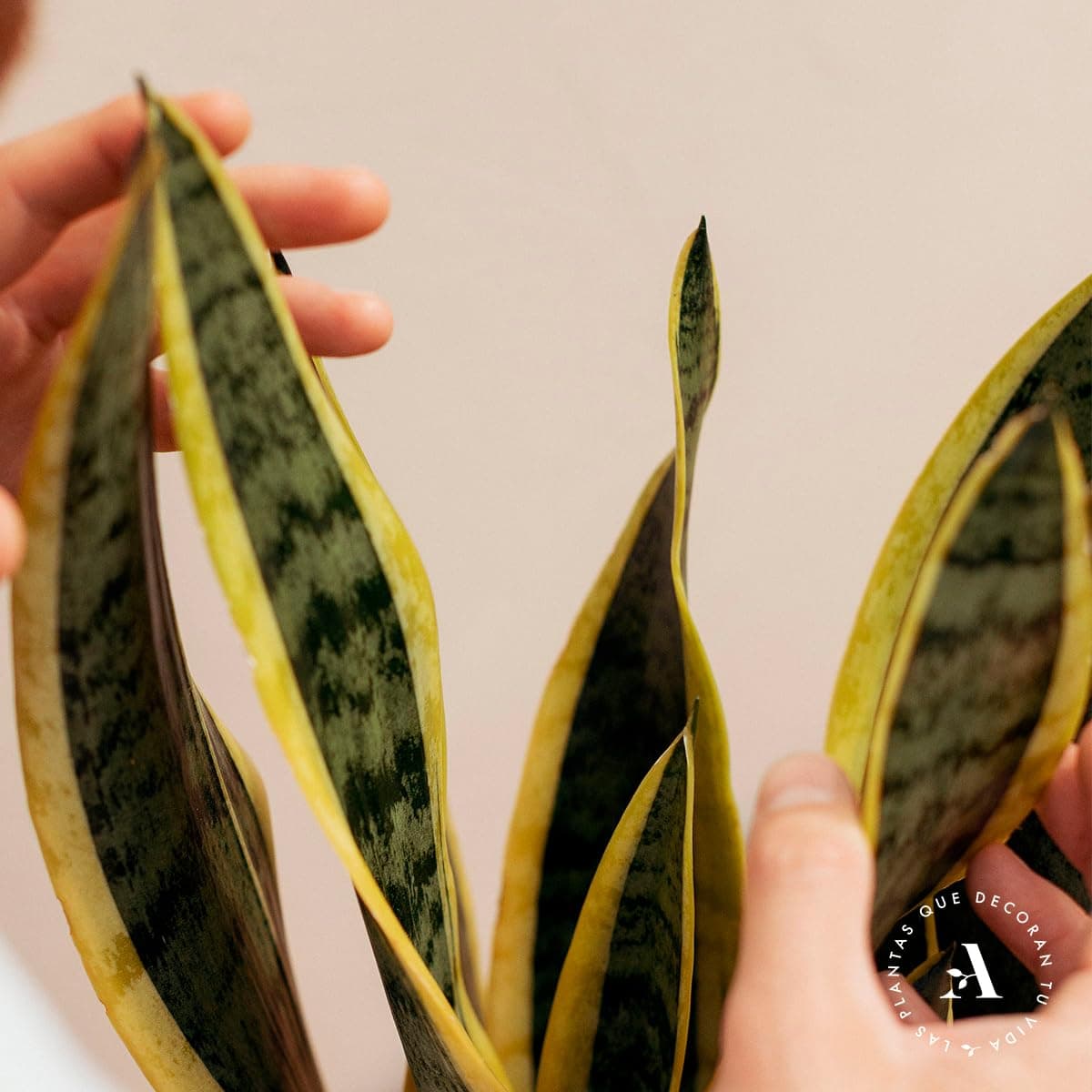 Sansevieria Trifasciata o Laurentii - Lengua de Suegra | Planta suculenta natural ideal para interior con altura 20-25 cm en maceta de 10ø | April Plants — view 4