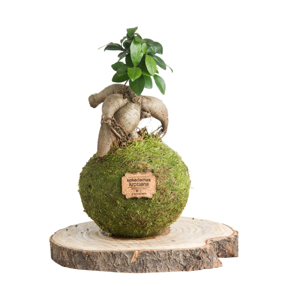 Kokedama Pachira Trenzada Natural - Kokedama Interior | Bola de Musgo Vivo | Planta Natural | Planta Interior | Decoración Hogar | Fácil Cuidado y Mantenimiento — view 4