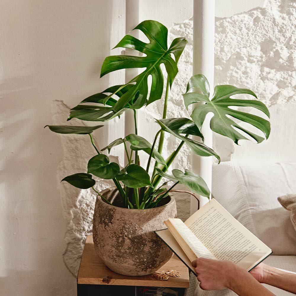 Monstera Deliciosa o Costilla de Adán | Planta natural de interior estilo tropical con altura 55-65 cm - Maceta del 17ø | April Plants — view 5