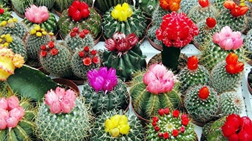 SeedsUP - 25+ Cactus Cacti Succulent - Flower Mix — view 4