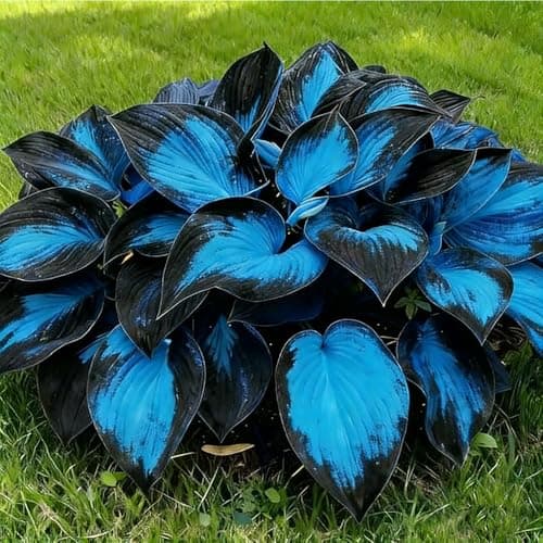 200+ Midnight Blue Hosta Seeds Shade Loving Perennial Foliage Plant for Garden Patio Container Planting High Germination Rate Hardy Ornamental Flower Seeds (Black)