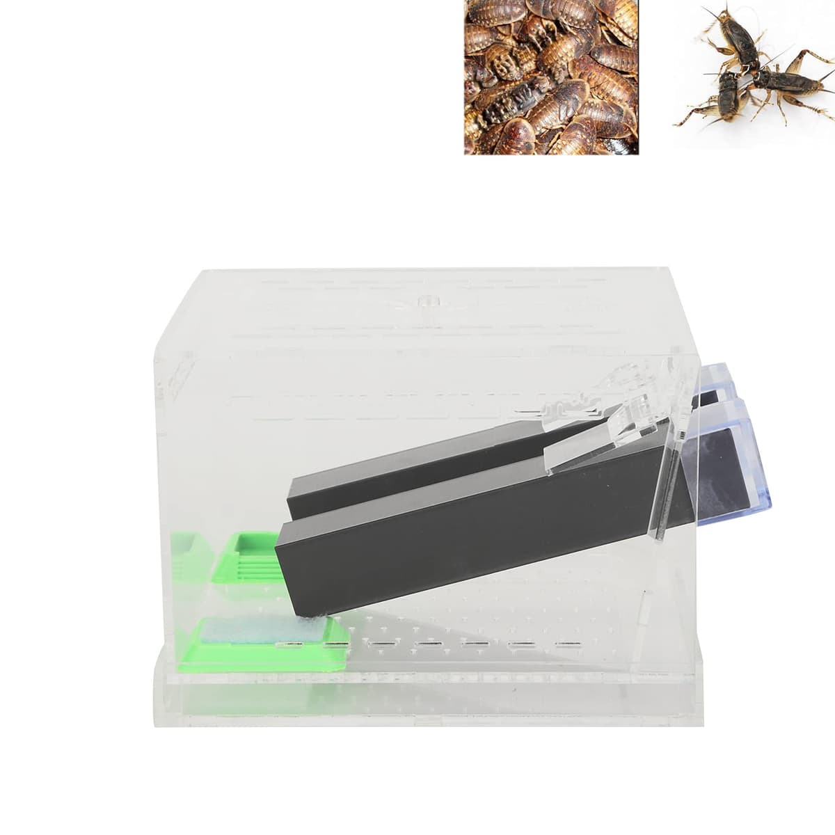 aqxreight Bolígrafo Acrílico para Grillos con Tubos, Kit para el Cuidado de Cucarachas, Cajas para Reptiles, Insectos, un Kit de Cuidado para Grillos, Portero de Críquet, Portero de Críquet con (#2) — view 5