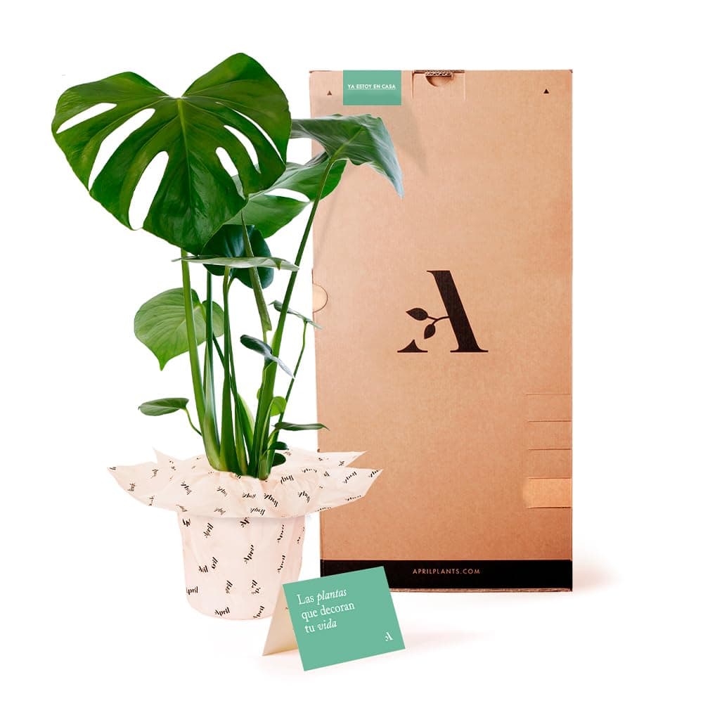 Monstera Deliciosa o Costilla de Adán | Planta natural de interior estilo tropical con altura 55-65 cm - Maceta del 17ø | April Plants — view 2