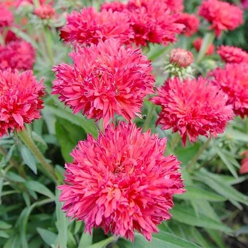 3200+ Mix Cornflower Seeds for Planting - Non-GMO Bachelor Button Flower Seeds — view 4