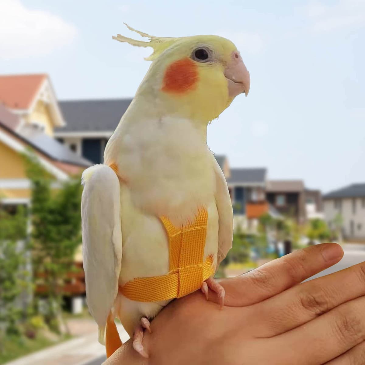Arnés para Loros Correa Ajustable para pájaros de compañía Correa elástica antimordeduras para Loros cacatúas guacamayos — view 4