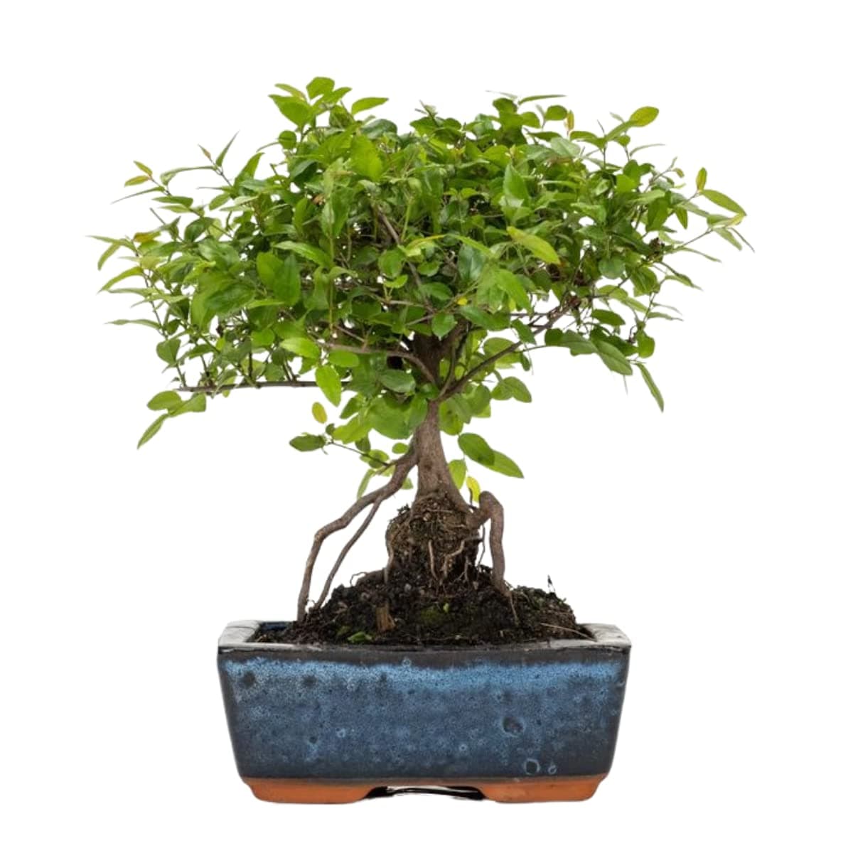 Verdecora Bonsai 5 años | En maceta de cerámica de 15x10x5cm (Zelkova - Olmo Chino) — view 5