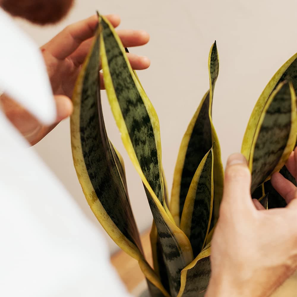 Sansevieria Trifasciata o Laurentii - Lengua de Suegra | Planta suculenta natural ideal para interior con altura de 50-60 cm en maceta del 17ø | April Plants — view 5