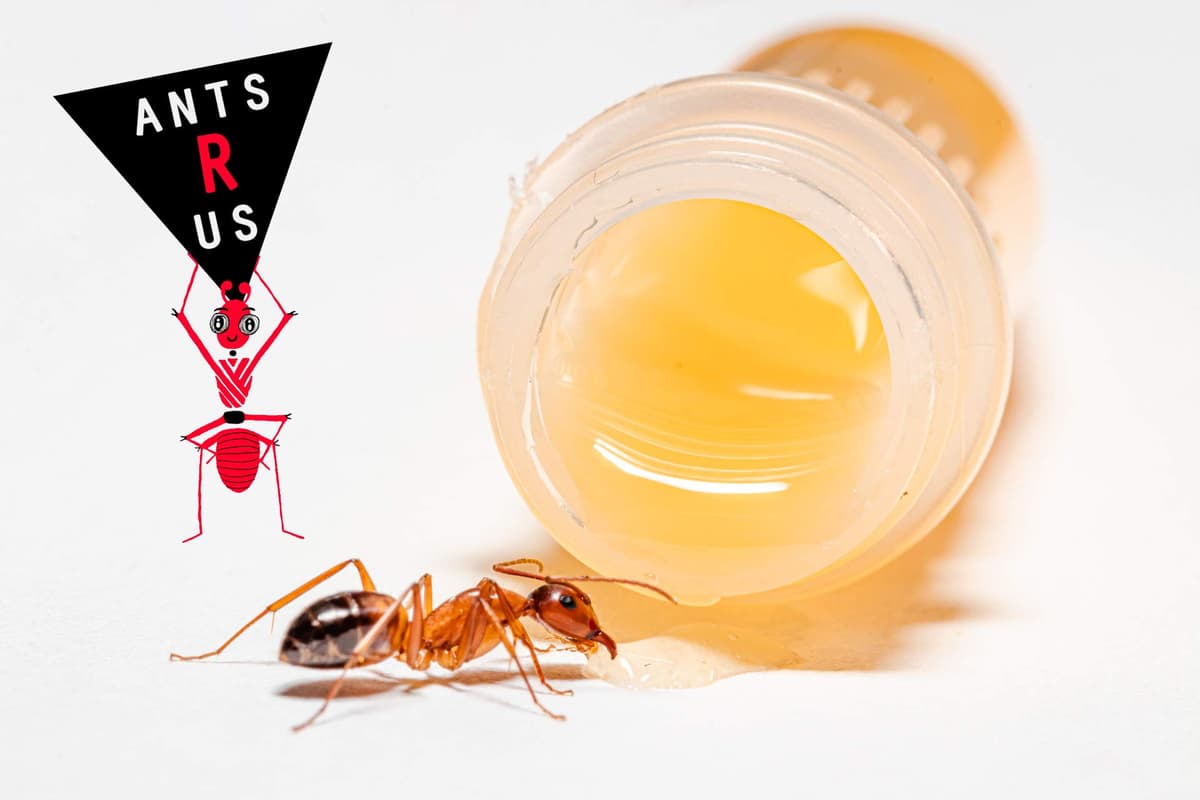 AntsRus Protein Shake for live queen ant and ants! (2 vials) — view 4