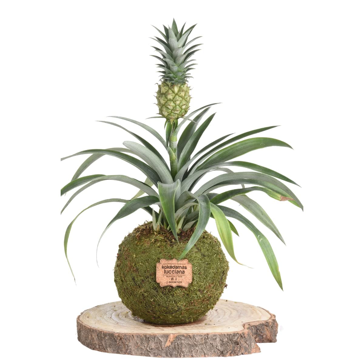 Kokedama Potus Natural - Kokedama Interior | Bola de Musgo Vivo | Planta Natural | Planta Interior | Decoración Hogar | Fácil Cuidado y Mantenimiento — view 2