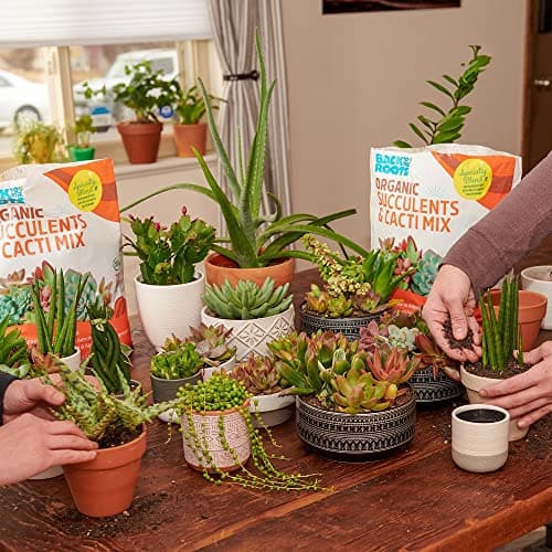 Back to the Roots 100% Organic Succulent & Cacti Mix (6 Quart) | Made in the USA | Premium Nutrition for Indoor and Outdoor Plants — view 4