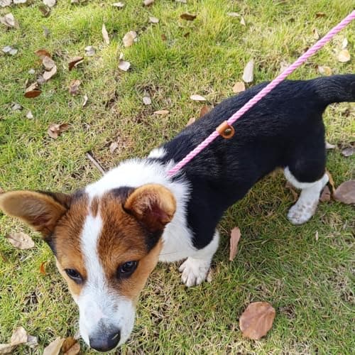 YUCFOREN 6ft Cotton Slip Lead Dog Leash for Small Dogs, Super Soft Puppy Training Leash, 1/4" Lightweight Braided Pet Leashes for S, Xs Breeds Pink — view 5