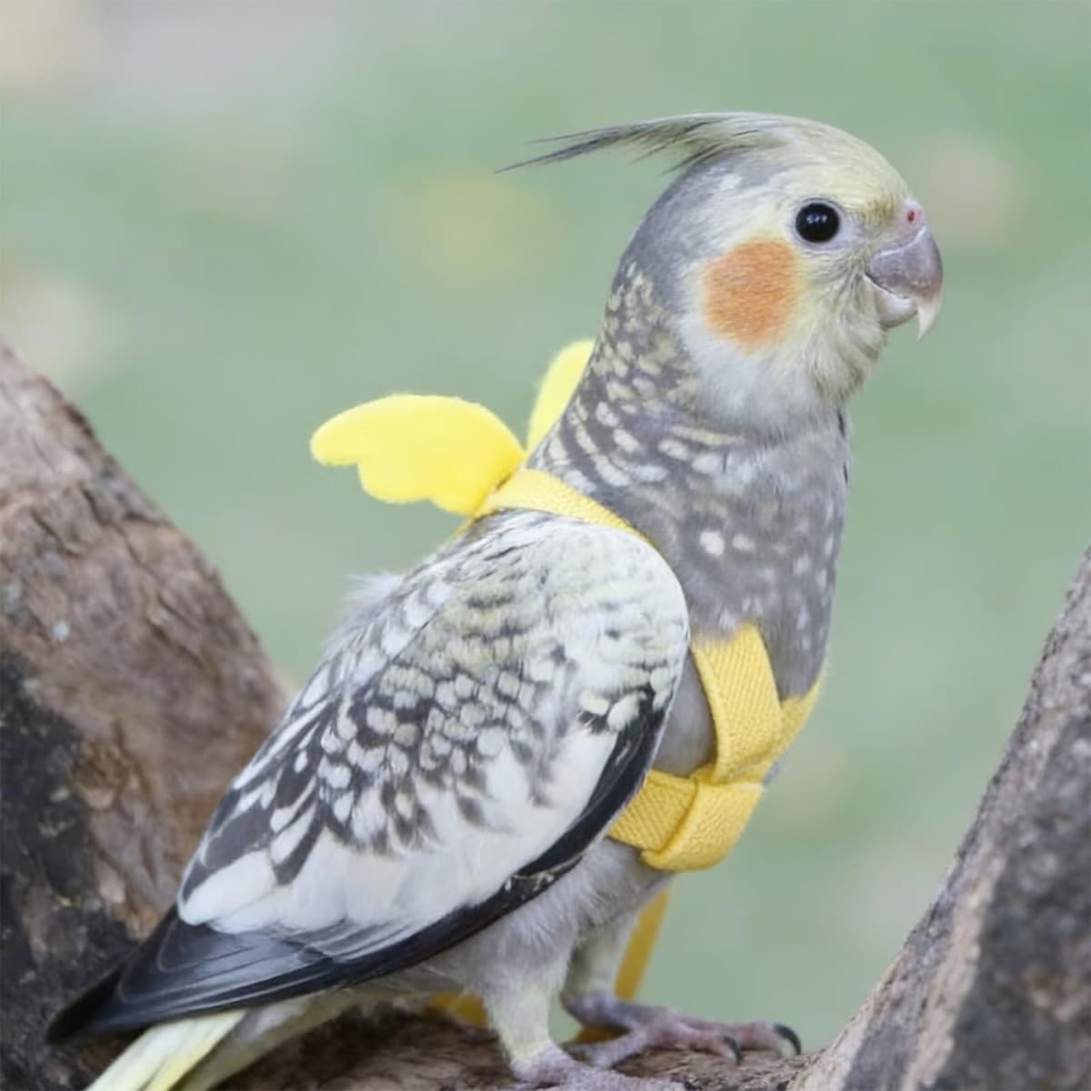 Arnés para Loros Correa Ajustable para pájaros de compañía Correa elástica antimordeduras para Loros cacatúas guacamayos — view 5