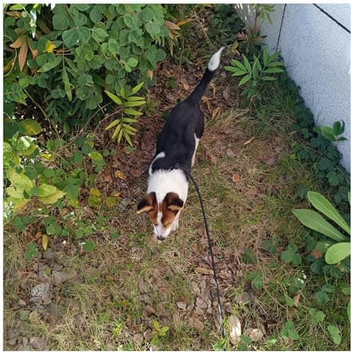 Boswany 6ft Small Slip Lead Dog Training Leash, 1/4-In Lightweight Rope Slip Leash, No-Pull Cute Leashes for Medium Small Dogs Puppy Pets (Black, 1/4" x 6ft) — view 4
