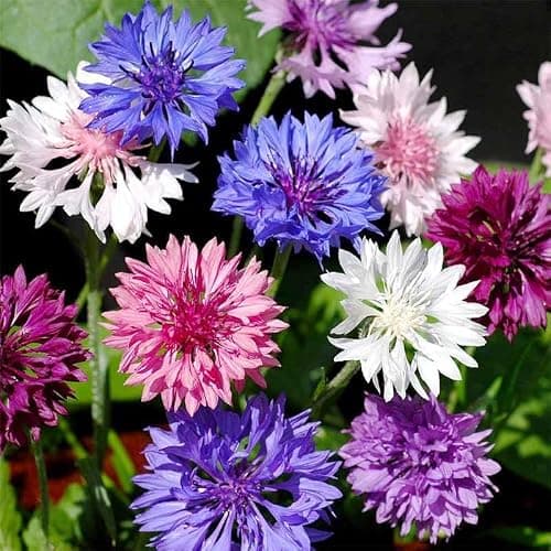 3200+ Mix Cornflower Seeds for Planting - Non-GMO Bachelor Button Flower Seeds — view 3