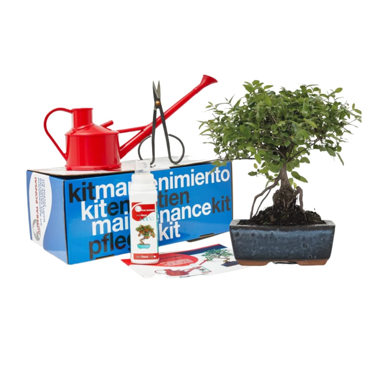 Verdecora Bonsai 5 años | En maceta de cerámica de 15x10x5cm (Zelkova - Olmo Chino) — view 4