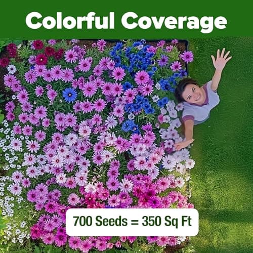 HOME GROWN Bachelor Button Flower Seeds Tall Mix 700+ Cornflower Heirloom Seeds for Planting - Quick Blooming, Non-GMO, Pollinator Friendly, Easy to Grow Wildflowers USA Grown (Centaurea cyanus) — view 5
