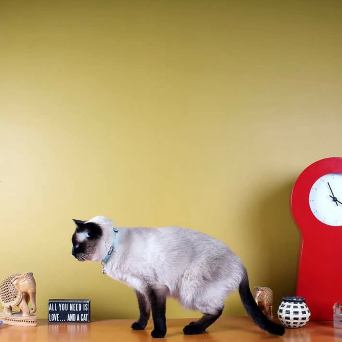 Pawtitas Collar Ajustable para Gato Reflectante con Campana Desmontable Verde — view 8