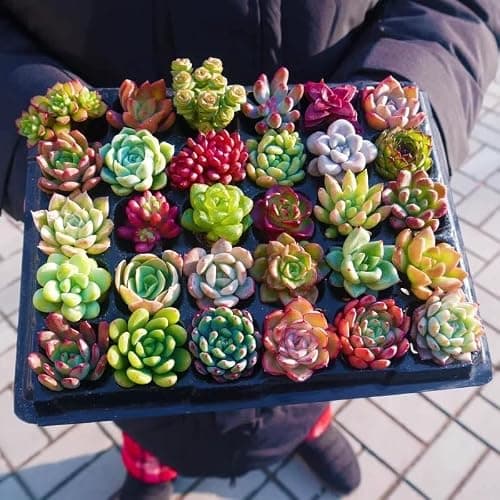 Generic 500pcs Mixed Succulent Seeds | High Germination Rare Succulents | Non-GMO Drought Tolerant for Indoor Outdoor Home Garden Canada — view 3