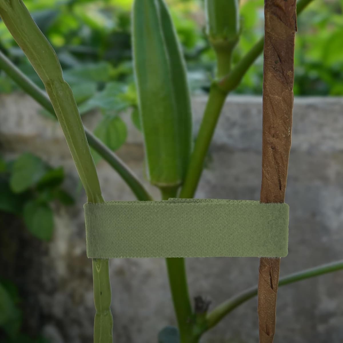 Jewan 35m Brida para Plantas de Cinta autoadhesiva 10mm Atar Ramas de Planta Material Adhesivo Extra Fuerte sujeta Plantas Brida para Plantas Reutilizables Amarre Antitorsión Abrazadera para Plantas — view 4