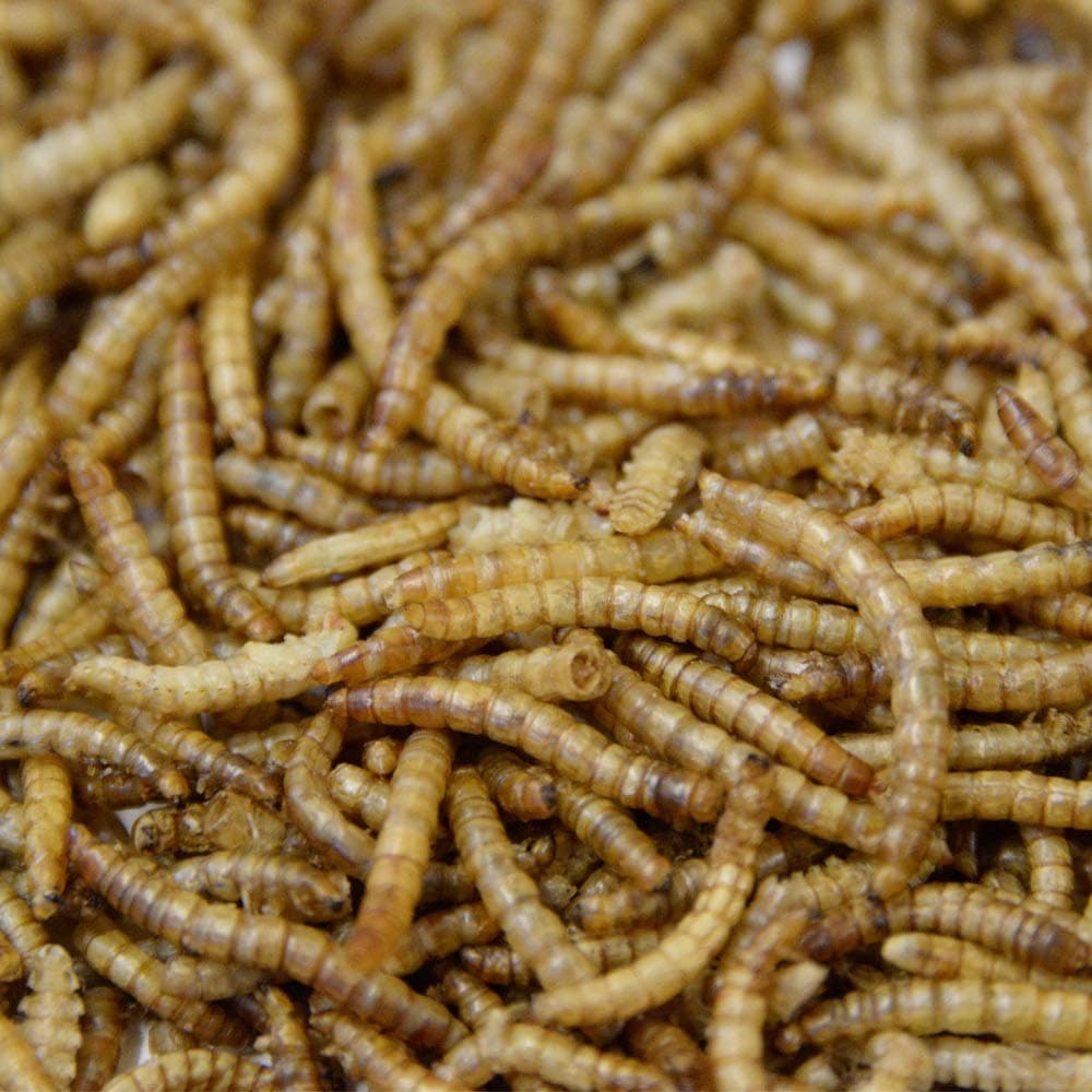 Extra Select Dried Mealworms for Wild Birds: Protein Rich Wild Bird Food for Robins and Wildlife - Meal Worms for Garden Birds - 500 ml — view 7