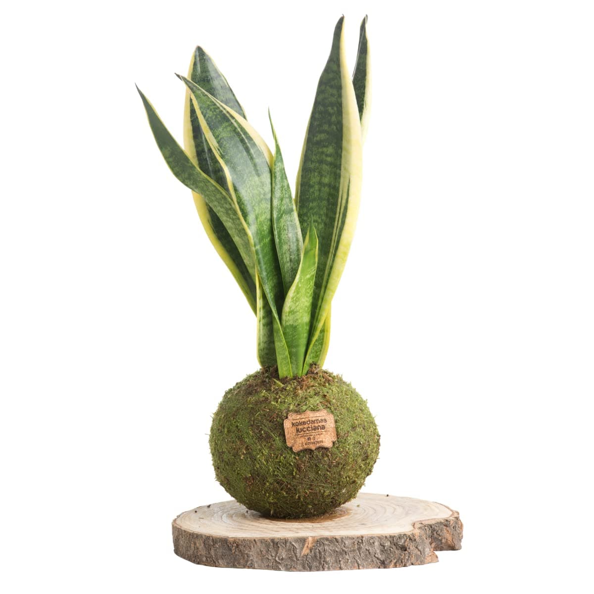 Kokedama Potus Natural - Kokedama Interior | Bola de Musgo Vivo | Planta Natural | Planta Interior | Decoración Hogar | Fácil Cuidado y Mantenimiento — view 3