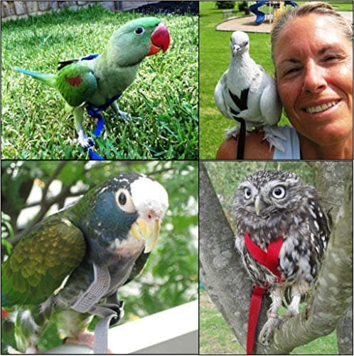 The AVIATOR Pet Bird Harness and Leash: Small Green — view 4