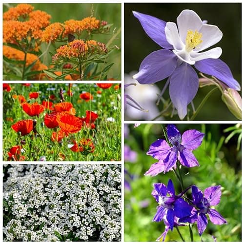 Seed Needs Flower Seeds Hummingbird and Butterfly Mix 1 Ounce Bulk Pack — view 6