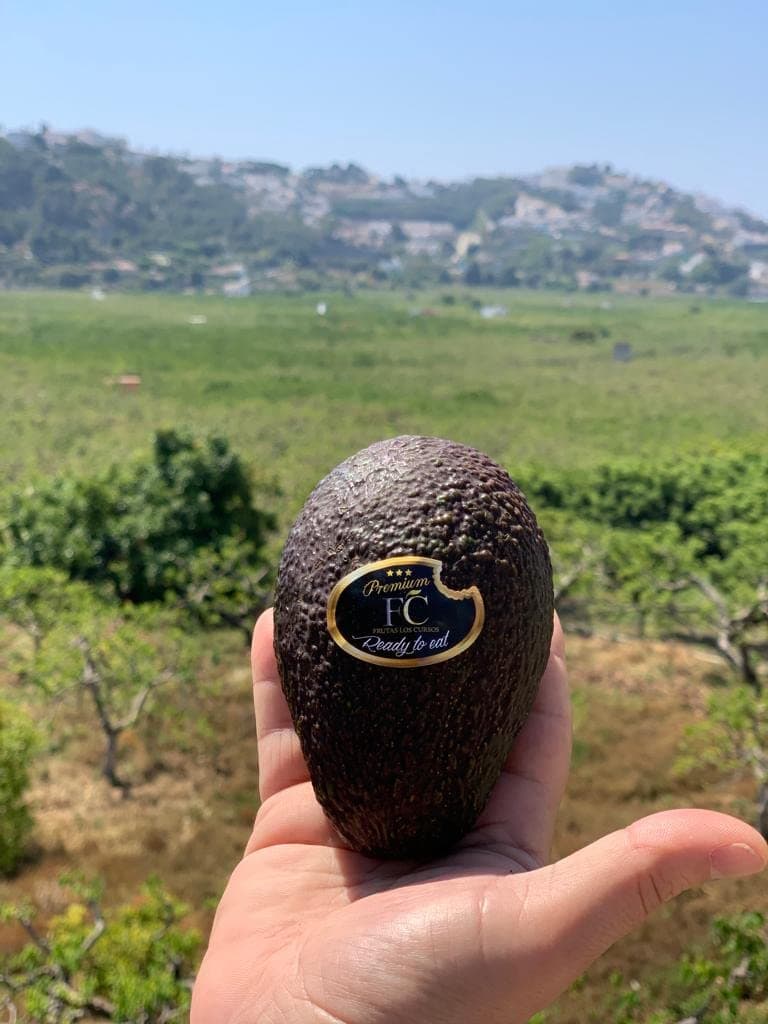 Aguacate Hass Pack 4 kg nacional Punto de Maduración (READY) - Compra Aguacates Hass seleccionados uno por uno para ti. Aguacates frescos. — view 2