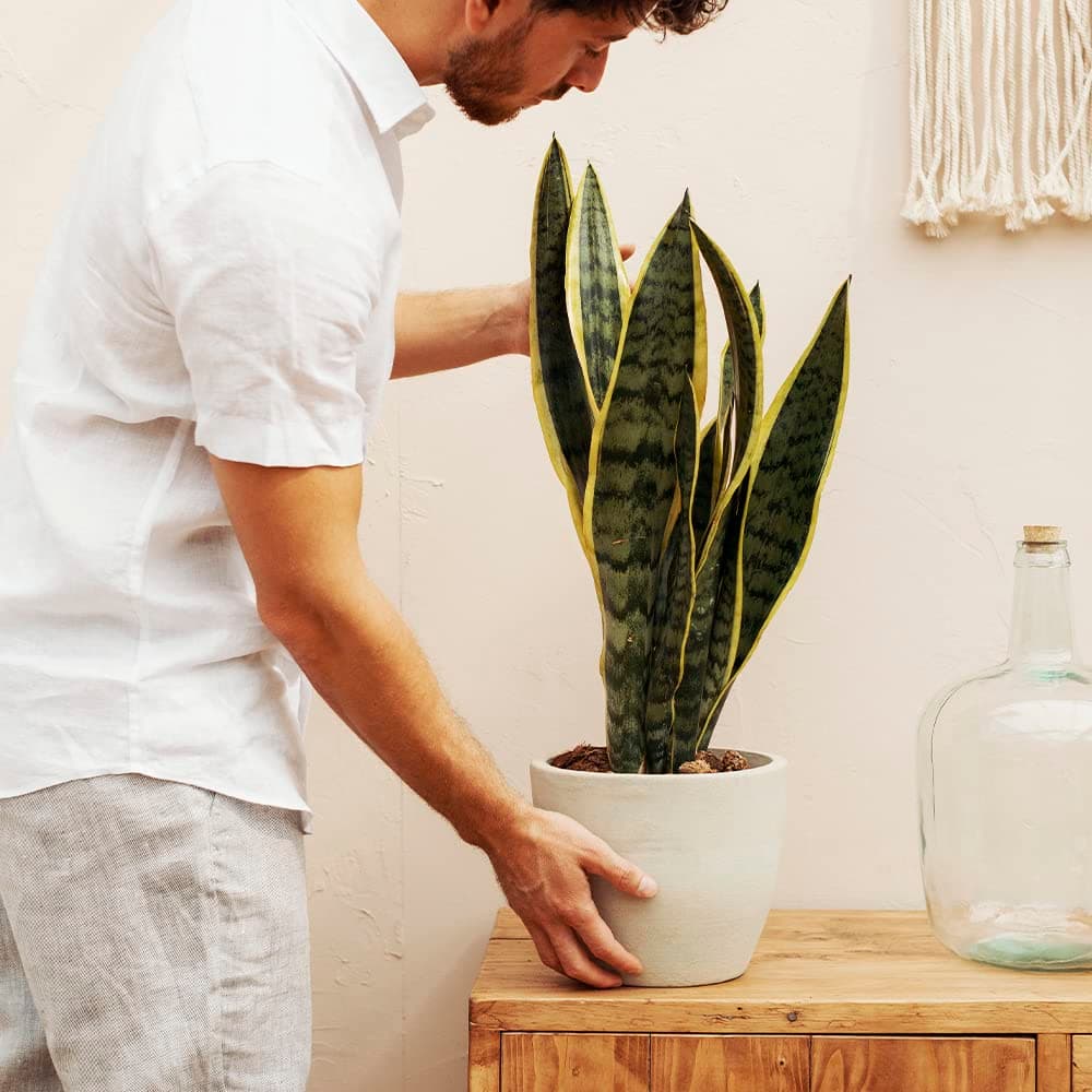 Sansevieria Trifasciata o Laurentii - Lengua de Suegra | Planta suculenta natural ideal para interior con altura de 50-60 cm en maceta del 17ø | April Plants — view 2