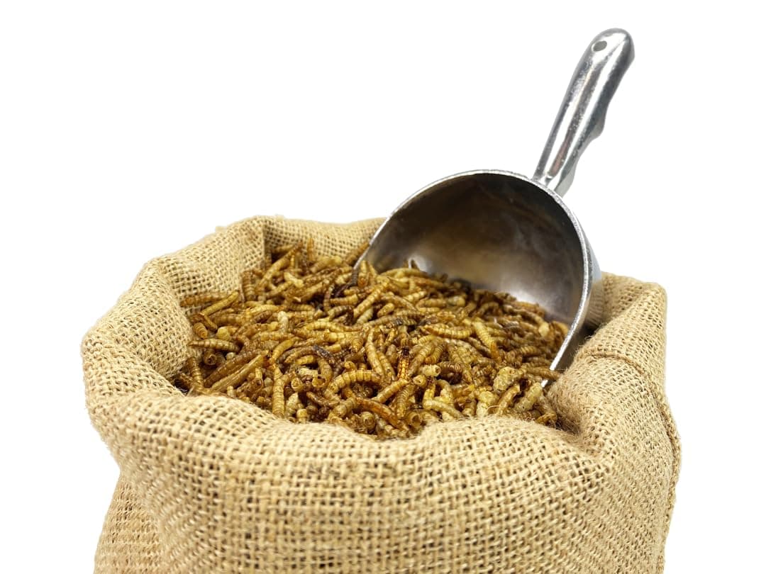 Chubby Mealworms Refill Bag (800g), Dried Mealworms For Wild Birds, Protein Rich Dried Meal Worm, High Energy for Birds, Reptiles, Geckos, Ducks — view 3