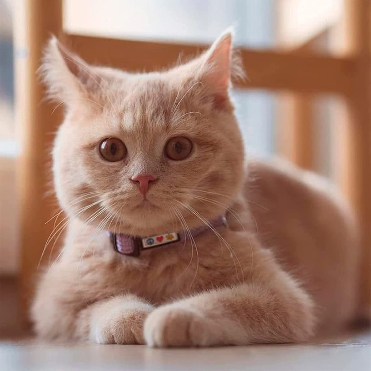 Pawtitas Collar Ajustable para Gato Reflectante con Campana Desmontable Verde — view 2