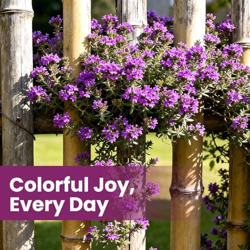 Fruivity 20000+pcs Creeping Thyme Seeds for Planting, Perennial Ground Cover Plants Flowers Seeds Fragrant Herb Seeds for Lawns & Paths Garden — view 5