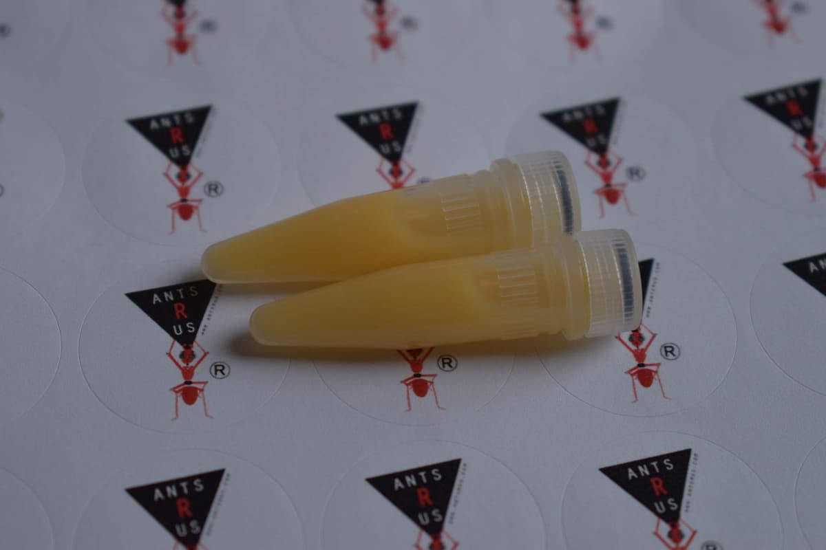 AntsRus Protein Shake for live queen ant and ants! (2 vials) — view 3