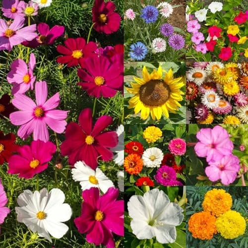 Seed Needs Garden Flower Seeds Large Blooms Mix 1 Ounce Heirloom Bulk Pack — view 5