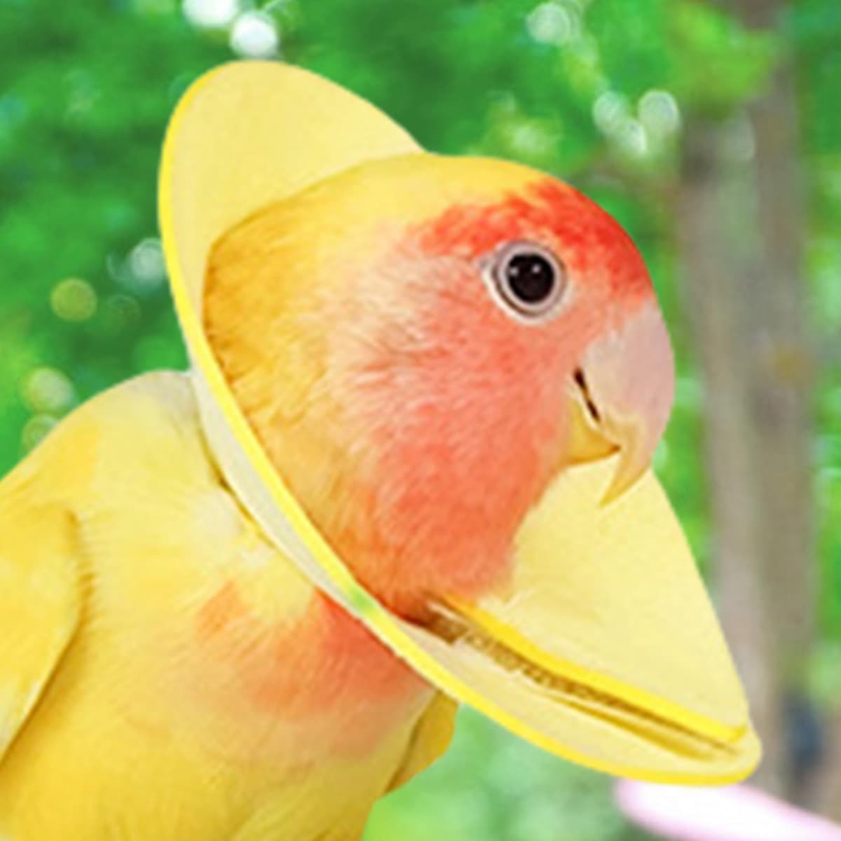 Collar Isabelino para Pájaros: Cono Antimasticable Suave, Escudo De Recuperación Ligero | Material De Cuero De Terciopelo Suave Al, Múltiples Opciones De Tamaño, Control De Humedad, Uso Cómodo, — view 2