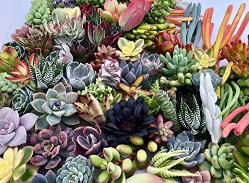 10 Assorted Live Succulent Cuttings, No 2 Succulents Alike, Great for Terrariums, Mini Gardens, and as Starter Plants by The Succulent Cult — view 2