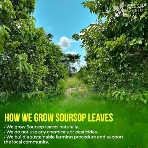 FreshDrinkUS, 240+ Premium Soursop Graviola Dried Leaves Tea, 230-250 Whole Soursop Leaves, Wildcrafted, Graviola , Guanabana , Hoja Guanabana, Loose Leaf Herbal , No Gluten, Vegan — view 5