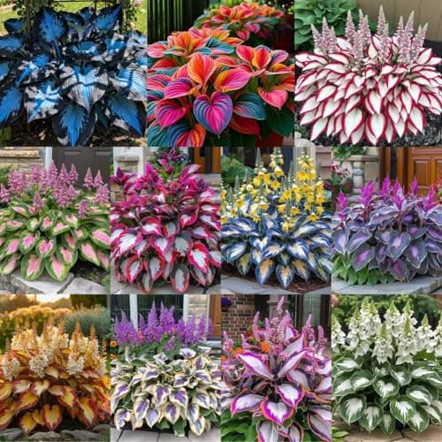 Dark Purple Heart Hosta Seeds, Midnight Blue Heart Hosta Plants, Easy to Plant, Ornamental Flowers for Planting Outdoors, Likes Humid Environment Unique and Beautiful Leaves for Gardens — view 4