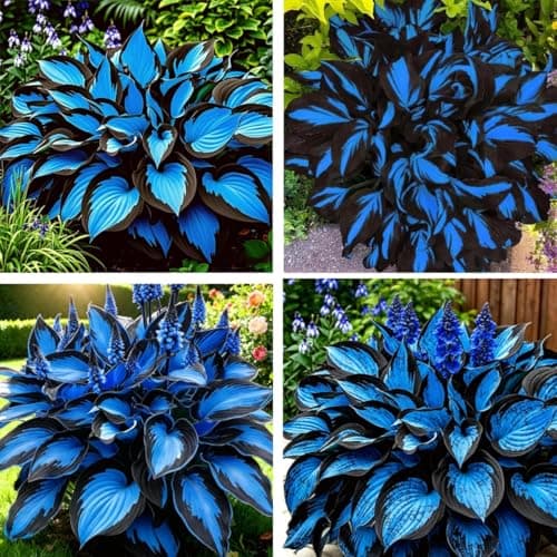 Hosta Seeds Blue Perennial for Planting, Rare Heirloom Non-GMO Stunning Hosta Seed, Low Maintenance, Attract Pollinators Bonsai Decoration for Shade Outdoor Garden, 200pcs