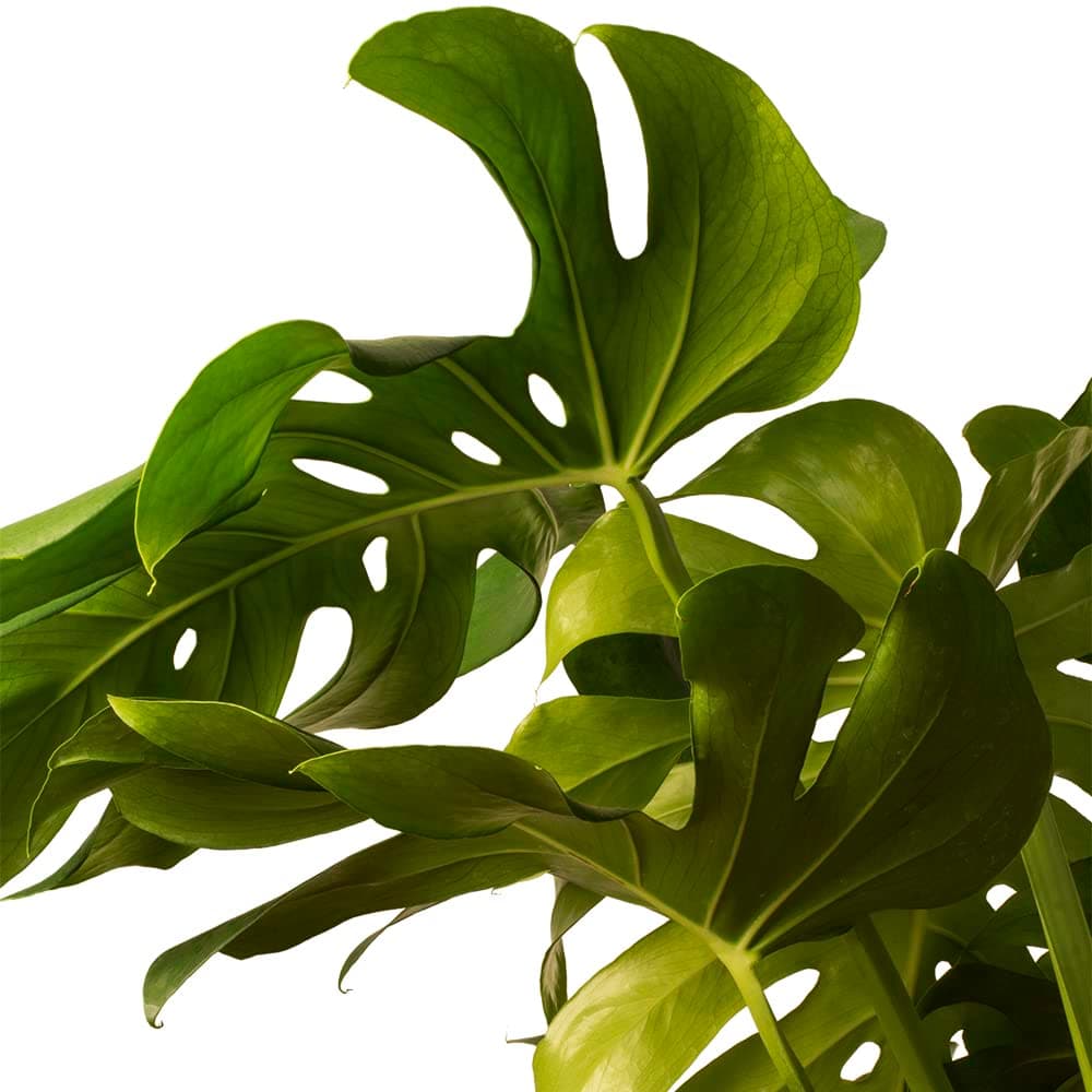Monstera Deliciosa o Costilla de Adán | Planta natural de interior estilo tropical con altura 55-65 cm - Maceta del 17ø | April Plants — view 4