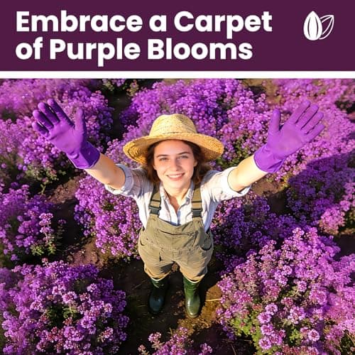 Fruivity 20000+pcs Purple Creeping Thyme Seed for Planting, Heirloom Perennial Ground Cover Flowers Seeds, Lawn Alternative, Fragrant Herb Seeds for Lawns & Paths Garden Backyard — view 4